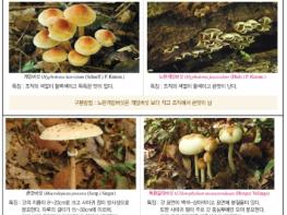 농촌진흥청, 산행 늘어나는 가을 ‘독버섯 주의보’ 기사 이미지