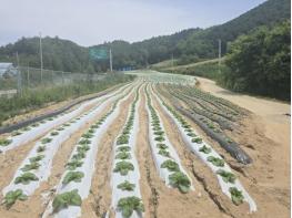 농촌진흥청, '여름배추' 안정 생산 기술 투입…수급 뒷받침 기사 이미지