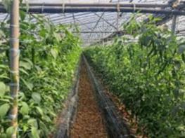 농촌진흥청, '현장 진단 처방법'으로 토양 양분 관리하세요 기사 이미지