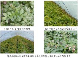 농촌진흥청, 겨울철 시설감자, 안정 생산 관리 요령 기사 이미지