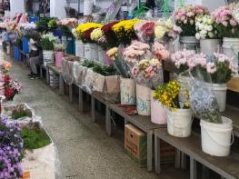 농식품부, 유통이력관리 대상 수입 국화 신규 지정 및 현장 맞춤형 신고 간소화 시행 기사 이미지