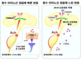 과기정통부, 장(腸)이 뇌(腦)를 설득해 편식을 고친다! 기사 이미지