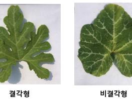 농촌진흥청, '밀식 재배에 유리한 호박 육종 빨라진다' 관련 분자표지 개발 기사 이미지